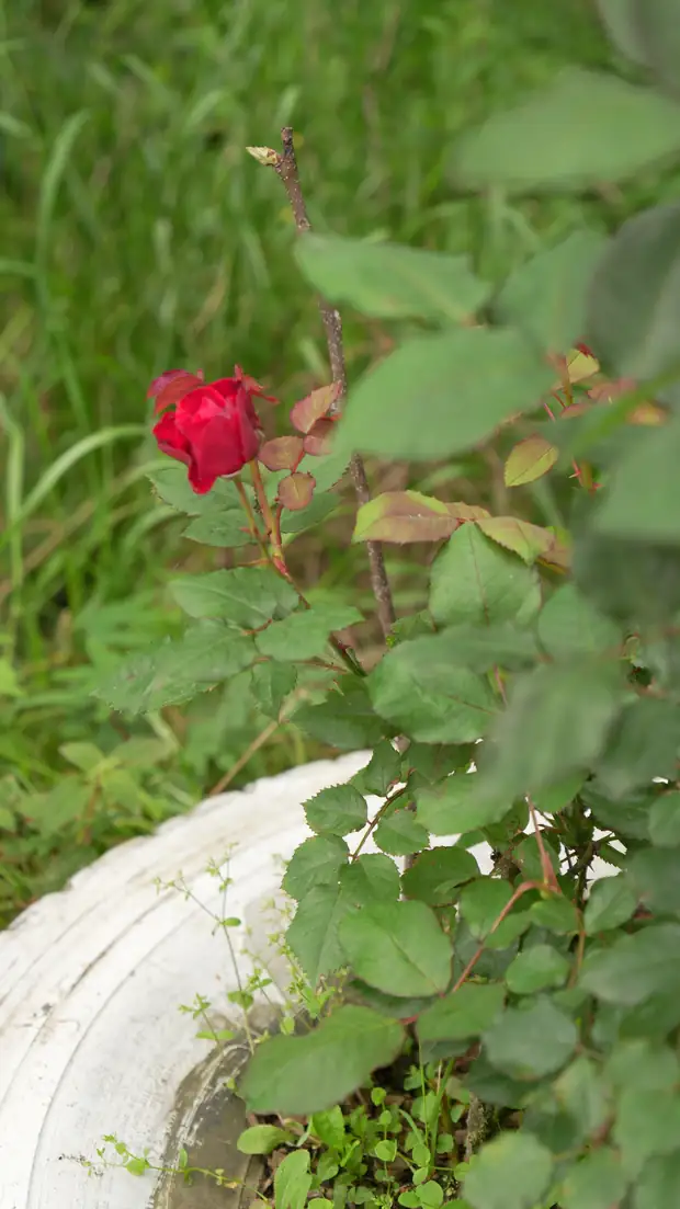 Rosa vermelha no jardim